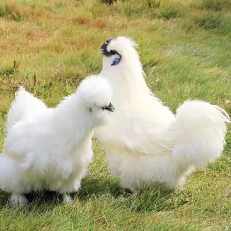 The Complete Guide About Silkie Chickens