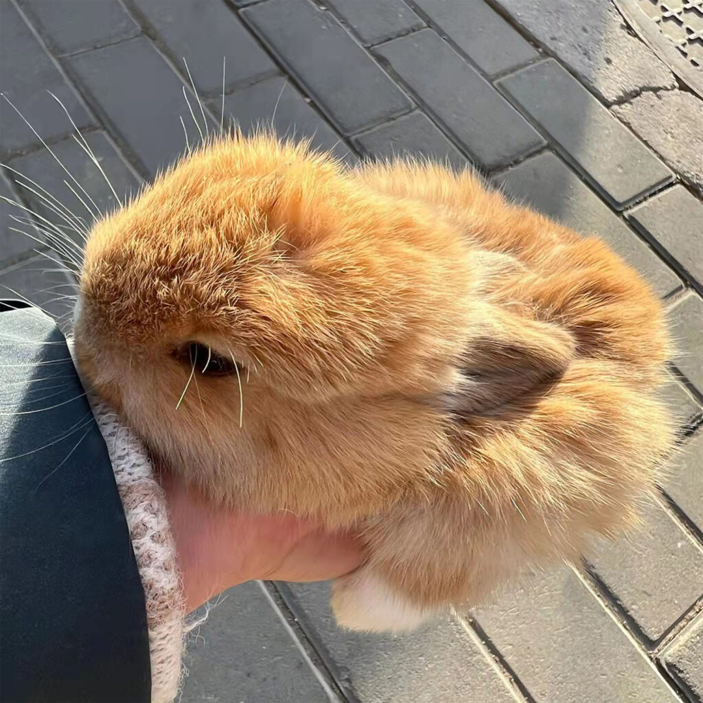 Netherland Dwarf Rabbits Netherland Dwarf Bunny