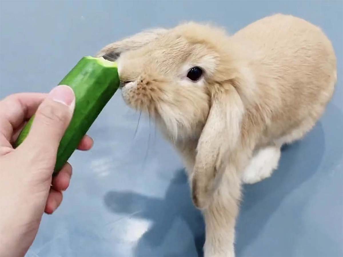 Can Rabbits Eat Cucumbers?